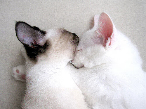 米切尔一锤定音，辽宁队力克步行者彰显亚洲篮球崛起