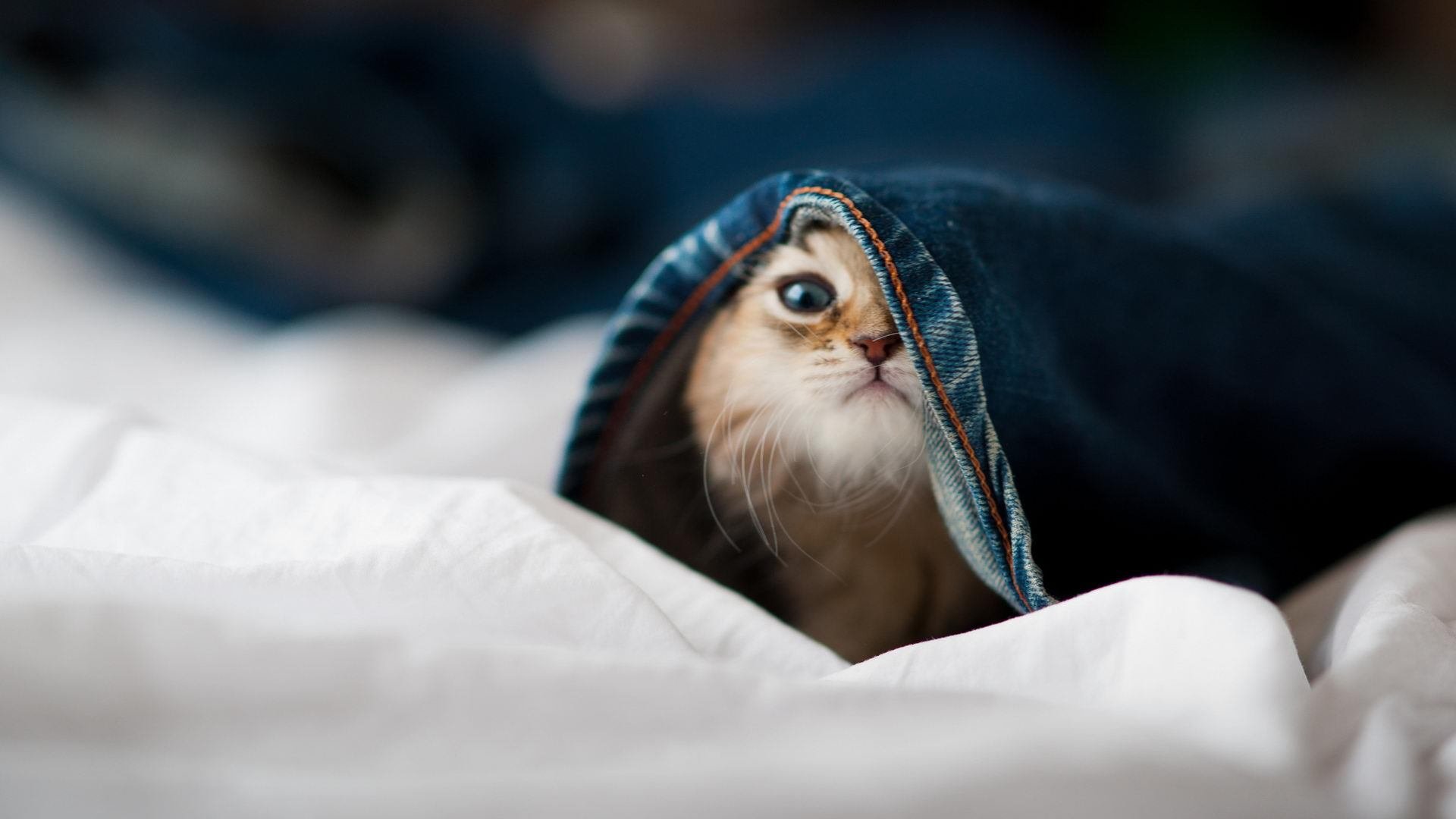 开云体育-吉林队击溃鹈鹕，詹姆斯化身关键先生引领胜利