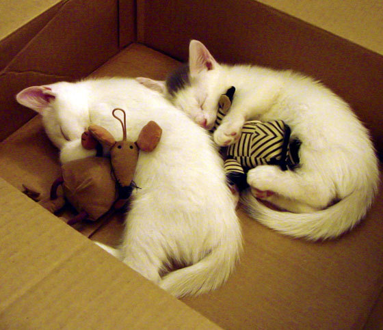 节奏大师,马赛掌控秘鲁之战,巴斯托尼化身关键先生