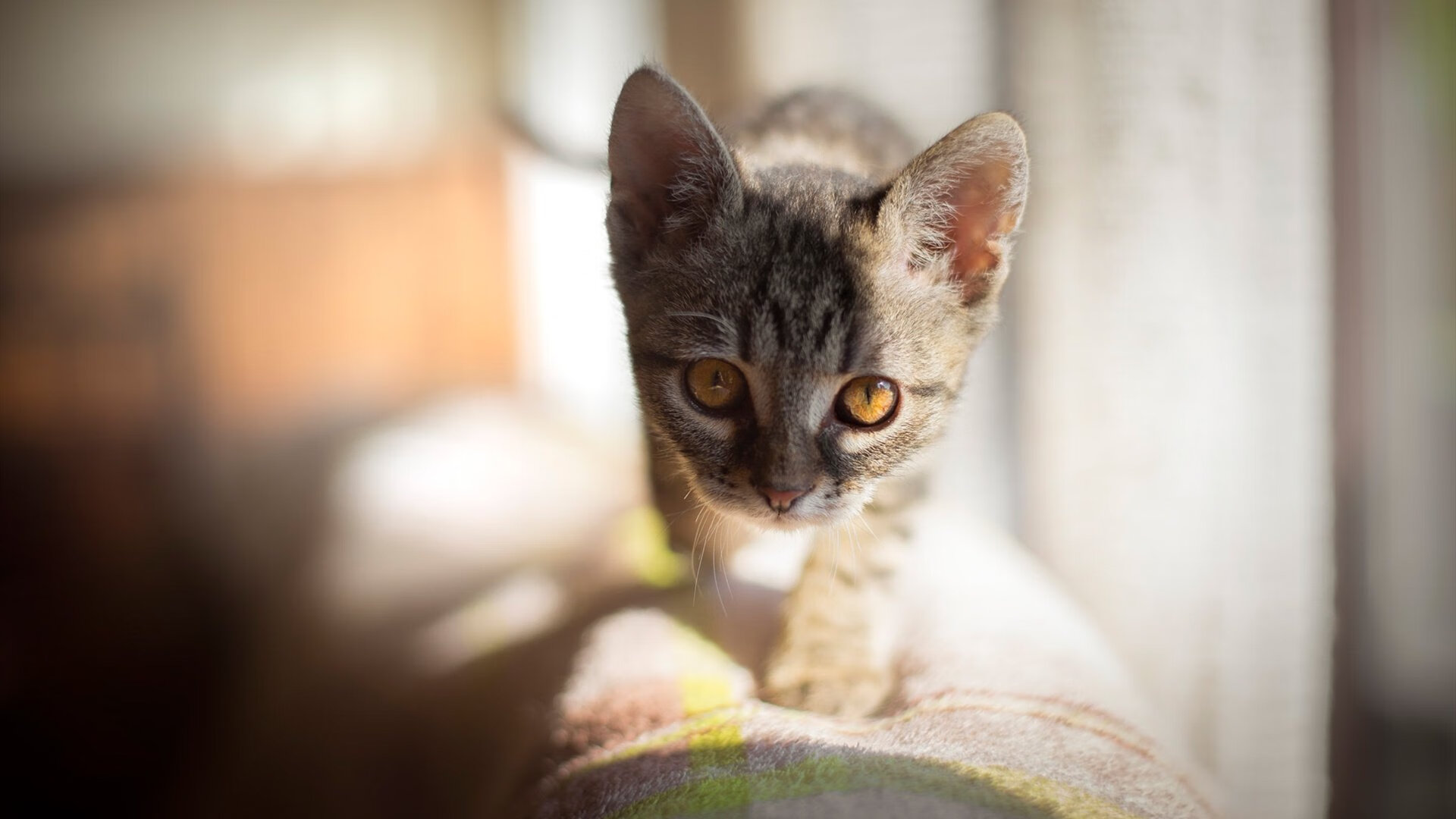 开云体育登录-东契奇进攻端如入无人之境，北京队友谊赛不敌76人队