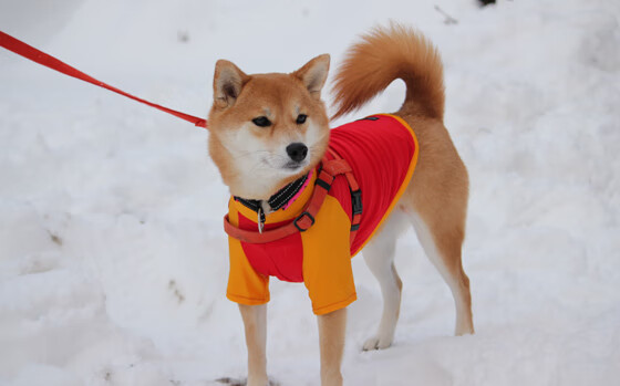 开云体育-压哨绝杀与救赎天使，迪马利亚在绝境中重生的那一夜