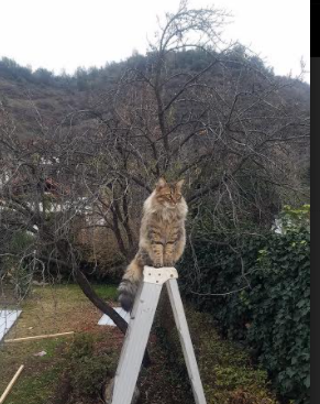 久保建英爆发引领攻势风暴，马德里竞技正面击溃荷兰劲旅彰显西甲霸权