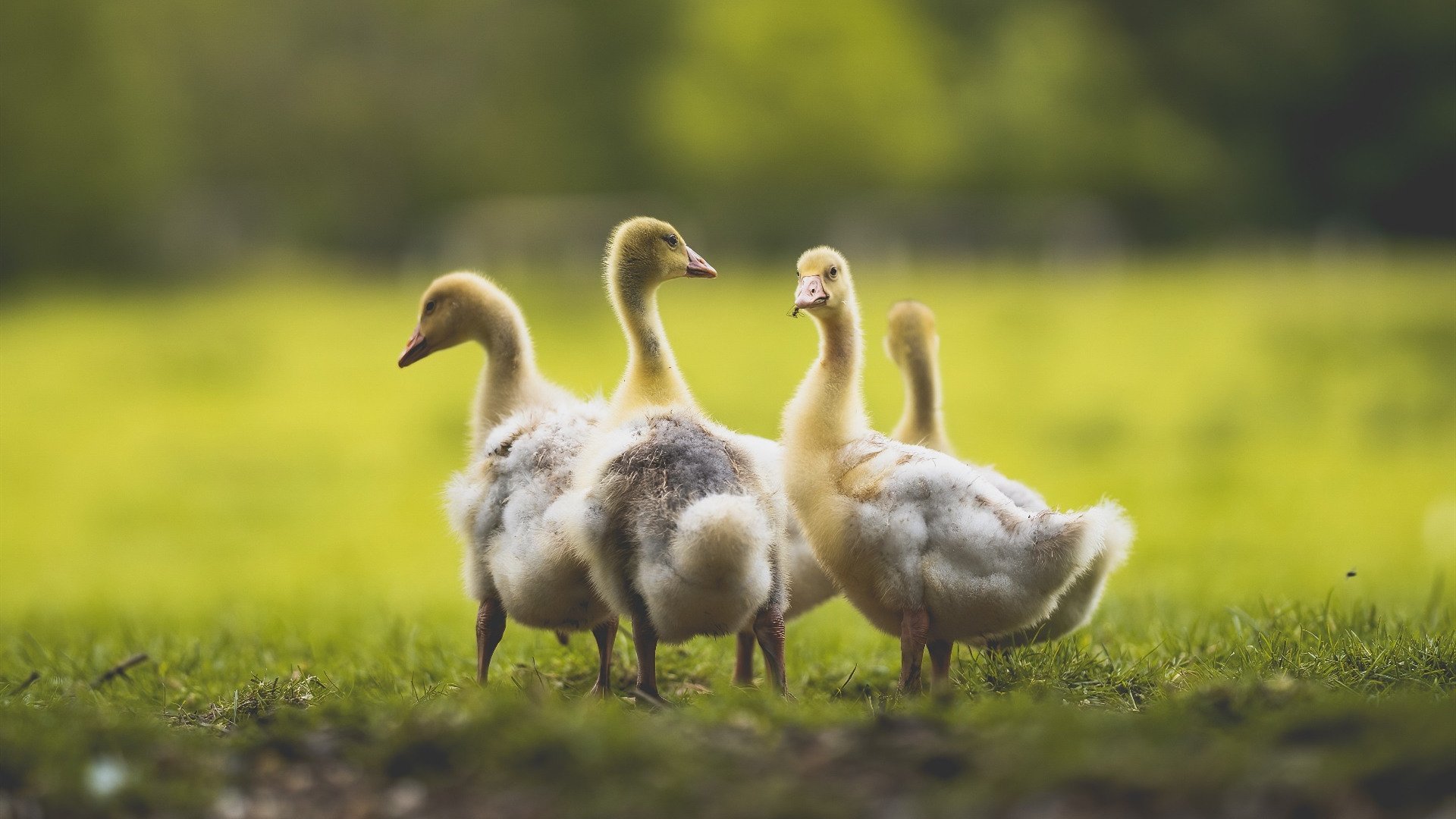 引擎轰鸣声中,那个独扛全队的赛车手