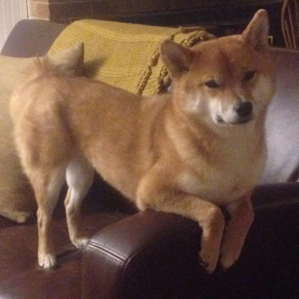 火箭用技术流摧毁国王,小贾伦的防守教科书与团队胜利