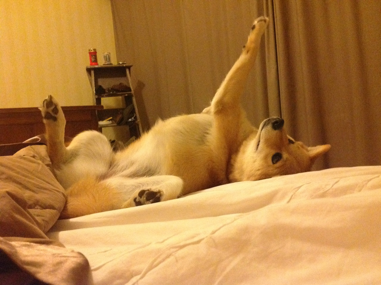 绝境之光！布鲁诺一传一射助澳大利亚逆转埃及