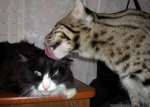 开云平台-剑锋所指，皆为疆土，从文班亚马的团队利刃到克莱的个人英雄主义