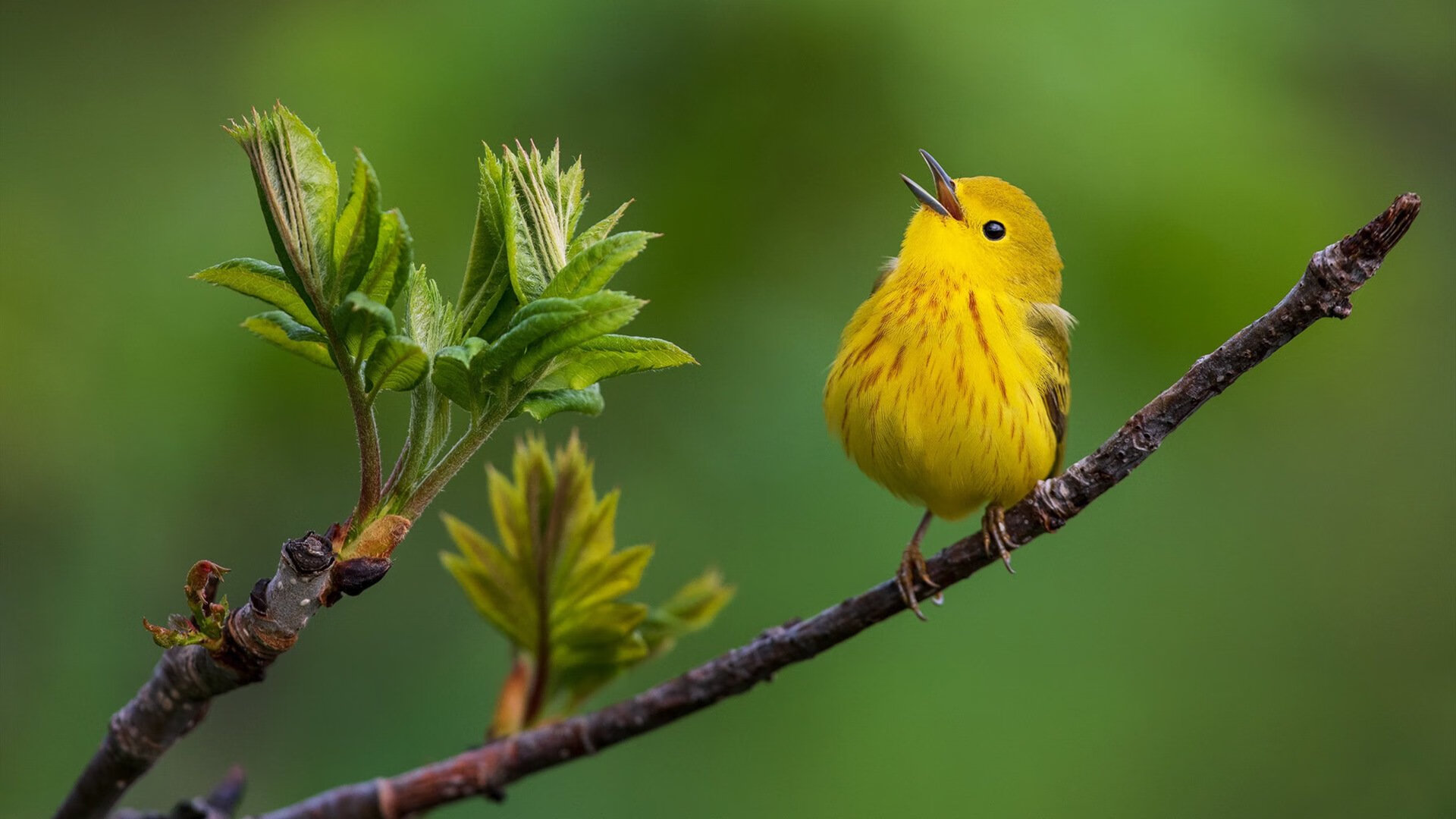 冷门与热焰，洪都拉斯压哨奇迹背后的足球辩证法
