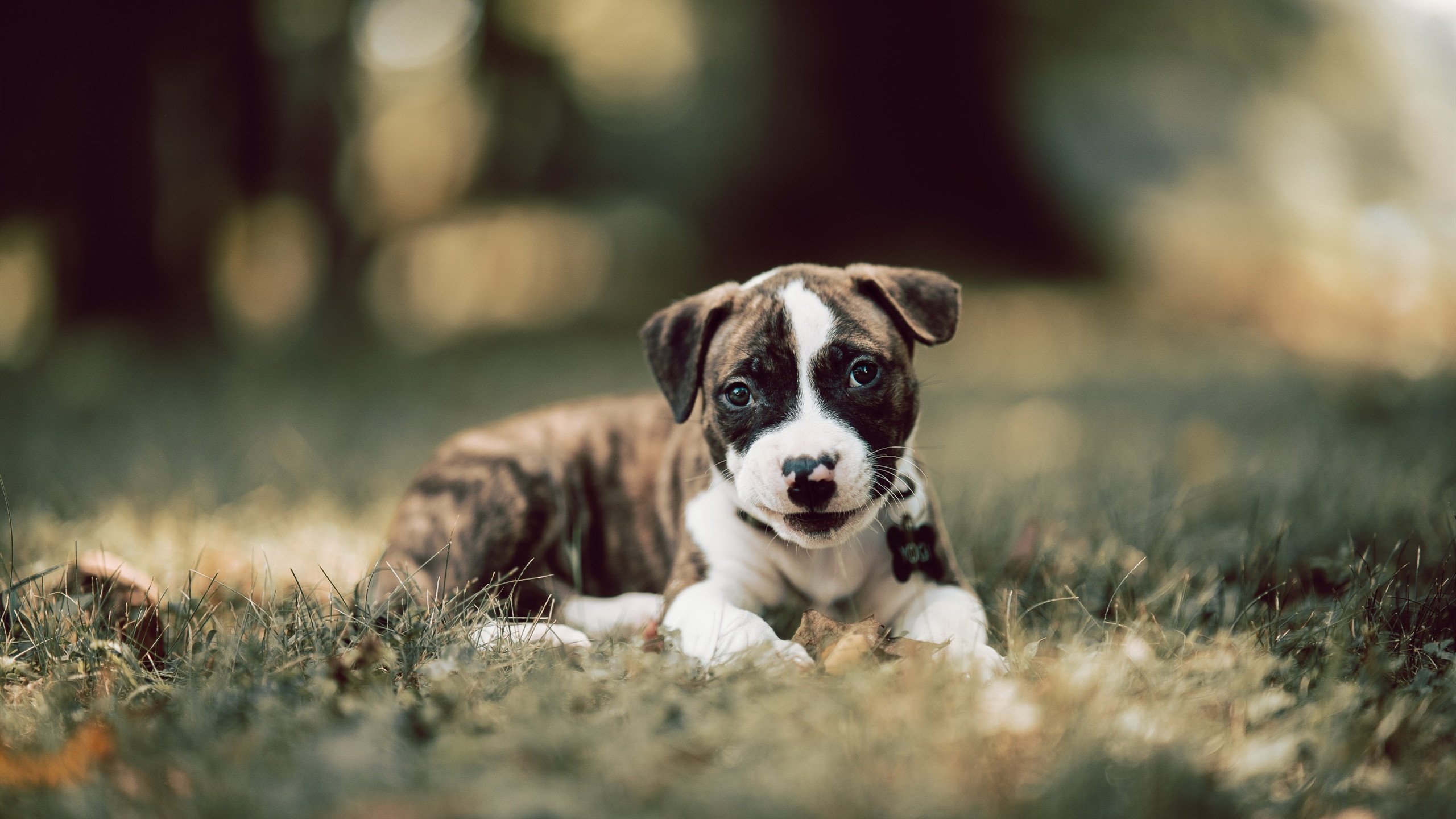 后撤的雄狮,伊布筑起叹息之墙,罗马的速胜与暮年王者的防守哲学