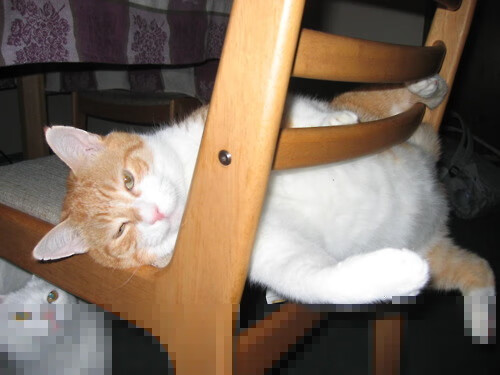 开云平台-双线焦点，美加墨世界杯与公牛关键战突围老鹰的体育盛宴