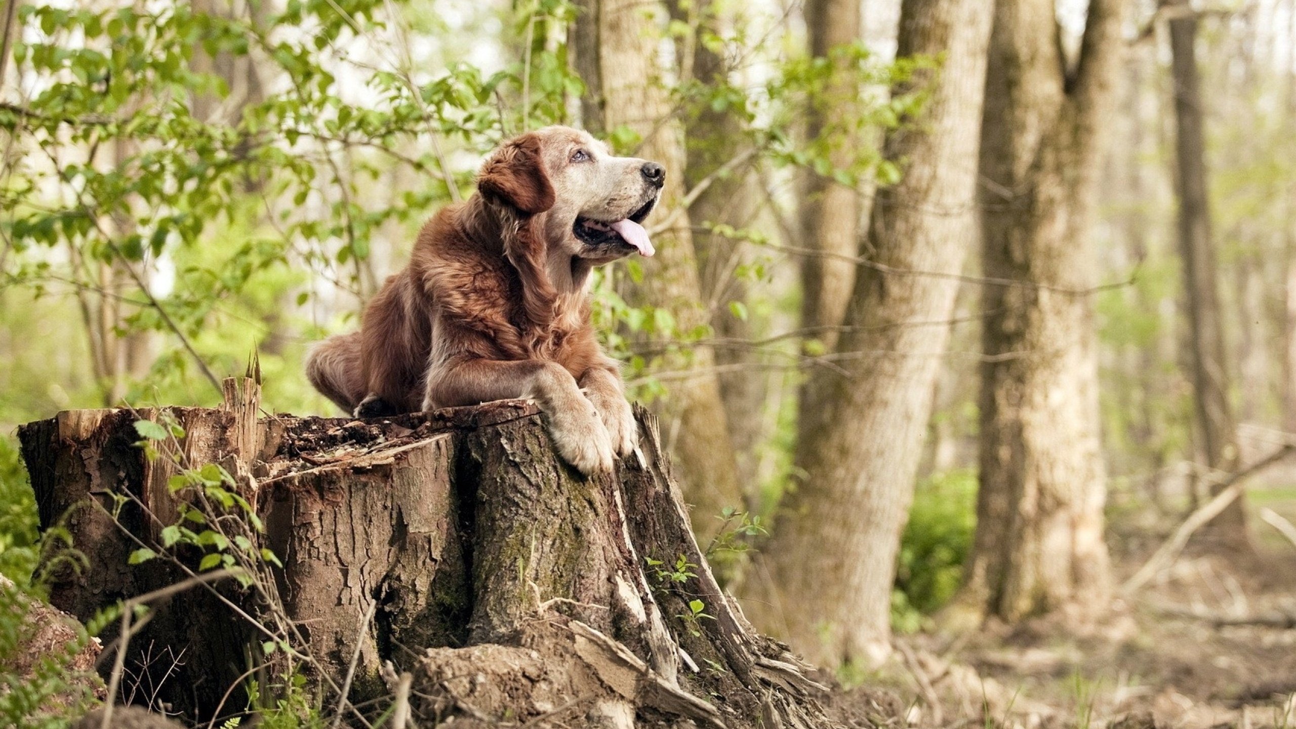 开云体育入口-蒂亚戈的节奏魔法，一个中场的舞步，如何让法兰西战车碾压比利时？
