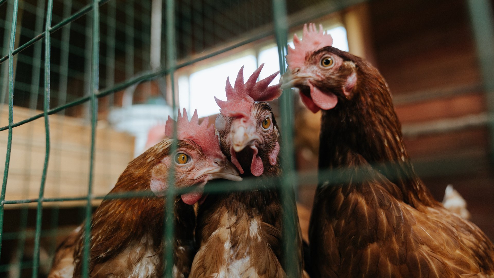 开云体育中国-接管时代，英格拉姆与奇才的火力风暴如何让雄鹿防线彻底崩溃